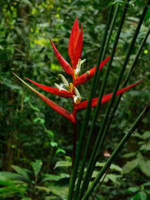 Uma das plantas que pode ser encontrada na Floresta da Cicuta é a heliconia (Foto: Arquivo/ICMBio-ARIE Floresta da Cicuta)