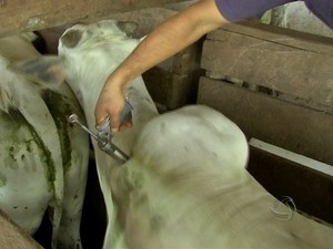 Vacinao bovina febre aftosa em Mato Grosso (Foto: Reproduo/TVCA)