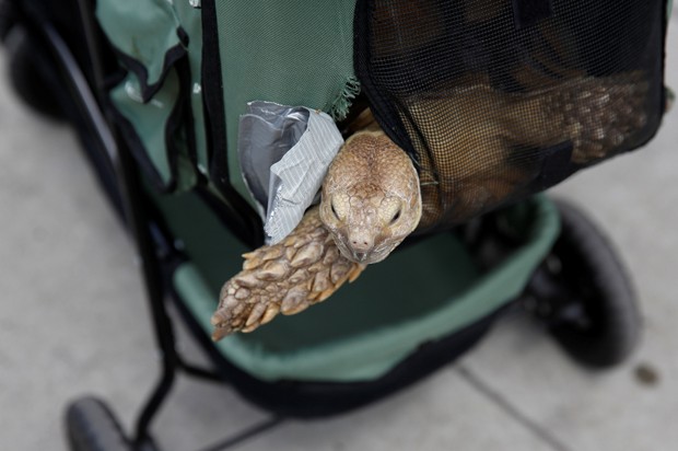 Tartaruga passeando em carrinho de bebê é novidade até para nova-iorquinos (Foto: Shannon Stapleton/Reuters)