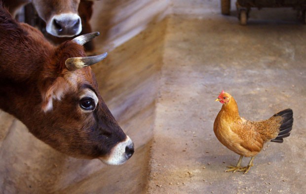 Vaca e galinha trocam encarada em fazenda nos EUA (Foto: Scott Mason/The Winchester Star/AP)