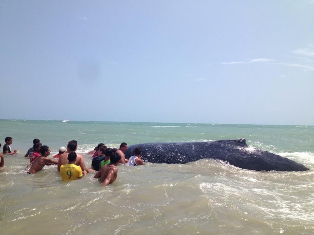 Grupo tenta resgate de baleia desde às 7h de sexta-feira (Foto: Thieres Pinto/Arquivo pessoal)