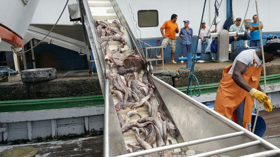 Pescado é descarregado da embarcação (Foto: Ibama/Divulgação)