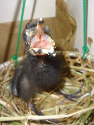 Depois de três dias de nascidos, Guarás são colocados em um ninho artificial. (Foto: Thais Rezende/ G1)
