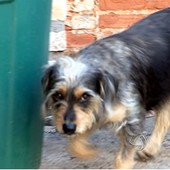 Cadela vira heroína após salvar bebê (Reprodução/TVCA)