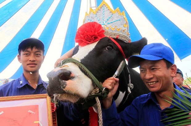Campeã pesa 830 quilos e produz 42 litros de leite por dia (Foto: Kham/Reuters)