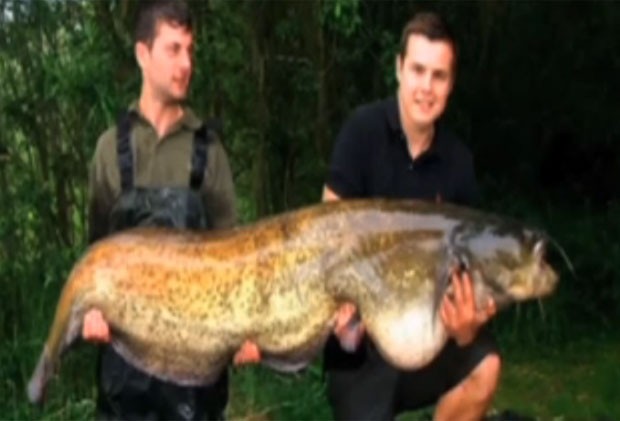 Daniel Sibley, de 21 anos, fisgou um bagre gigante de 49,10 quilos no lago Bluebell (Foto: Reprodução/YouTube/abhay s pandey)