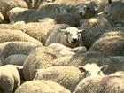 Cães treinados podem ajudar a prevenir ataques de onças a ovelhas