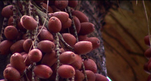 Resultado de imagem para 'Bomba de saúde', buriti tem mais betacaroteno que a cenoura