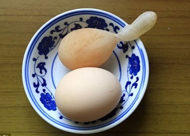 Em 2012, uma galinha colocou um ‘ovo com rabo’ na cidade de Hukou, na China. O formato incomum pode ser resultado de vários fatores, incluindo problemas de ovulação, desequilíbrio hormonal ou falta de cálcio (Foto: Reprodução)