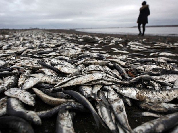 Em foto de 15 de junho, mulher caminha pela praia de Tolten, em Temuco, no Chile, repleta de sardinhas mortas por maré vermelha (Foto: AP Photo/Felix Marquez)