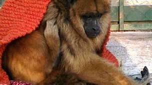 A macaca Loli, submetida a tratamento contra depressão em zoológico da Argentina. (Foto: BBC)