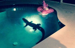 Casal Leva Susto Ao Flagrar Jacare De 2 4 M Em Piscina De Casa Nos Eua Planeta Bizarro G1