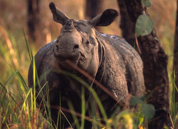 Rinoceronte encontrado na Índia (Foto: Divulgação/Michel Gunther/WWF)