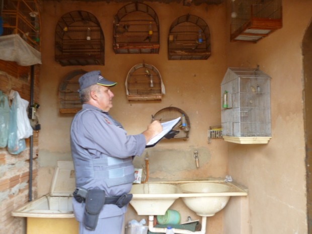 Pássaros estavam em três residências do Pousada II (Fot Divulgação/ Polícia Ambiental)