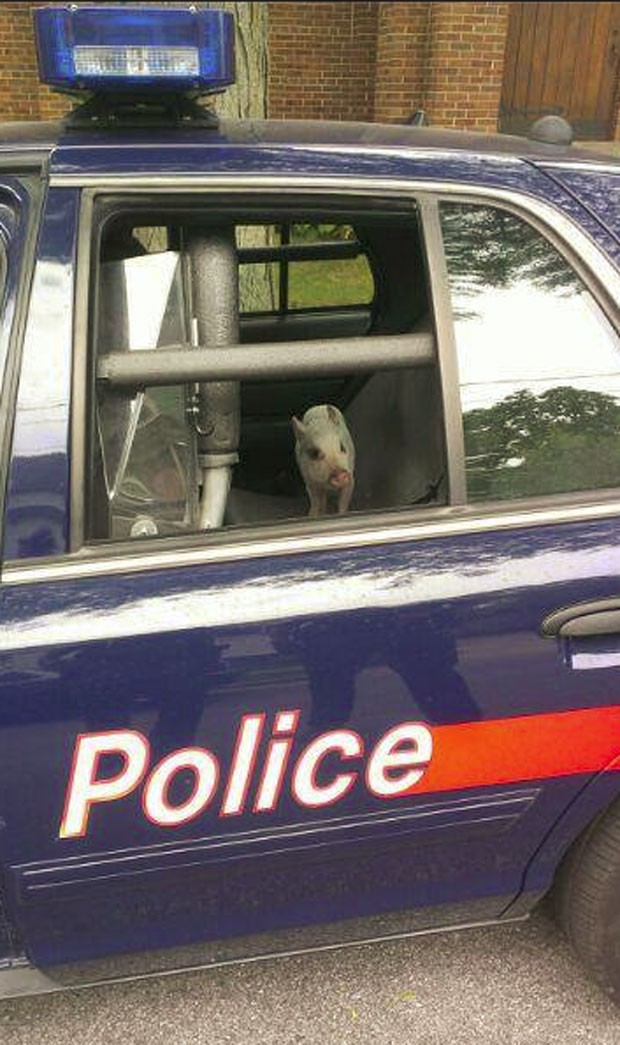 Porquinho foi resgatado pelo policial Jeremy Huffman (Foto: Divulgação/Grand Rapids Police Department)