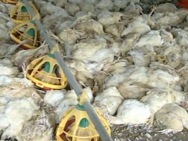 Cerca de 25 mil frangos morreram após a paralisação do sistema de climatização devido à falta de energia elétrica. (Foto: Reprodução TV Tem)
