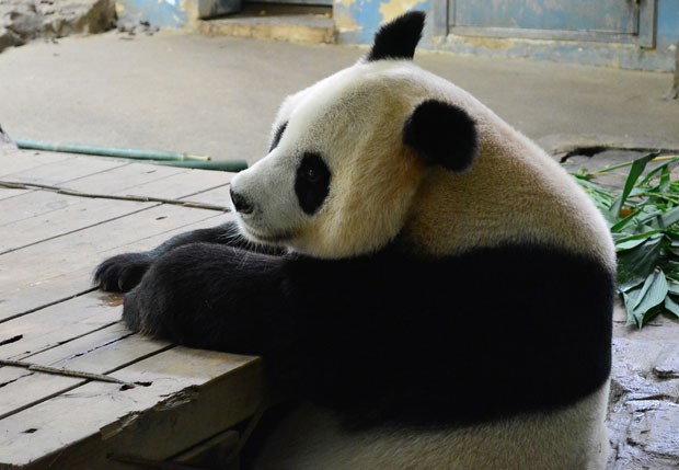 A panda Juxiao deu à luz trigêmeos na China (Foto: Chimelong Group/AFP)