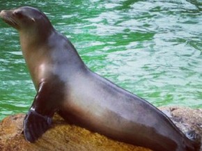 Mulher Invade Piscina De Focas Do Zoologico De Berlim Para Nadar Mundo G1