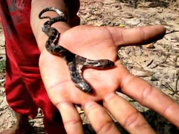 Cobra de duas cabeças encontrada no Amazonas (Foto: Ranon Freitas/ Vc no G1)