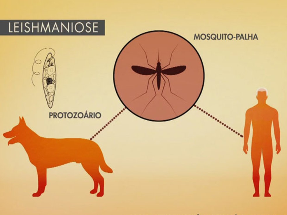 Como ocorre a transmissão da doença (Foto: Reprodução/RBS TV)