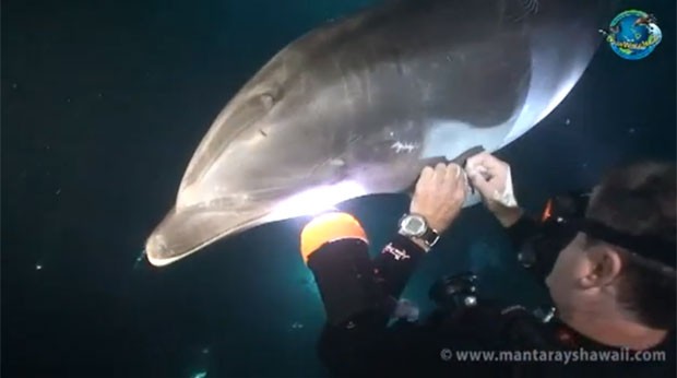 Reprodução de vídeo na internet mostra mergulhador retirando linha de pesca que ficou presa ao corpo de golfinho, no Havaí, nos Estados Unidos (Foto: Reprodução/YouTube/Keller Laros)