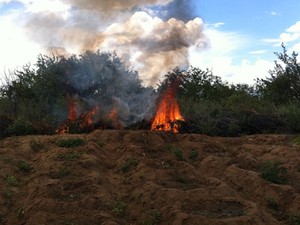 Plantação de maconha incinerada (Foto: Divulgação/Polícia Federal)