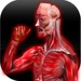 Músculos Anatomia