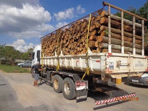Transporte irregular de madeira em Barbacena (Foto: Polícia de Meio Ambiente/Divulgação)