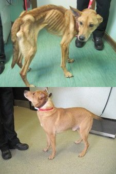 Combinação de fotos mostra o cão Snoop antes e depois de recuperar peso (Foto: Divulgação / SPCA)