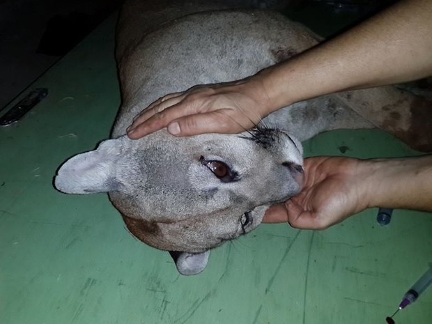 Onça atropelada foi encaminhada a Unesp de Botucatu (Fot Arquivo / Zoo Bauru)