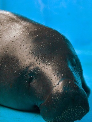 Jurema do Tonantins será uma das devolvidas à natureza (Foto: Sônia Vill/Instituto Mamirauá) Jurema do Tonantins será uma das devolvidas à natureza (Foto: Sônia Vill/Instituto Mamirauá)