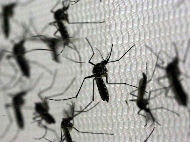 Aedes aegypti no laboratório da Oxitec, em Campinas. O mosquito é transmissor de doenças como a dengue, chikungunya e do vírus zika, causador da microcefalia (Foto: Paulo Whitaker/Reuters)
