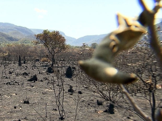 Incêndio destrói vegetação na Serra do Cipó (Foto: Reprodução/TV Globo)