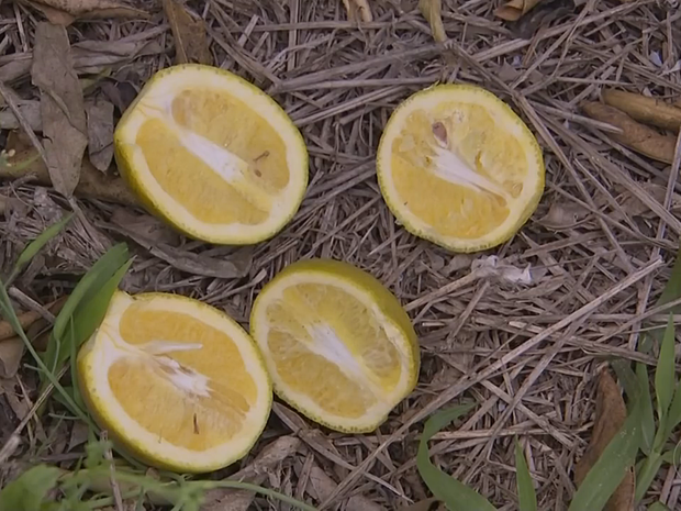 Greening provoca queda e diminuição de frutos, diz agrônomo (Foto: Reprodução/TV TEM)