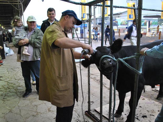 Expositores dão tratos finais nos animais (Foto: Luiza Carneiro/G1)