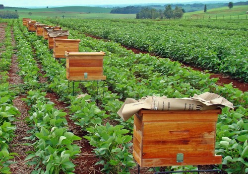 caixas abelha soja (Foto: Décio Gazzoni)