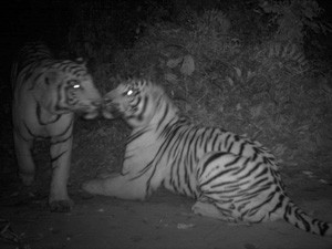 Casal de tigres se encontram à noite em parque nepalês (Foto: Universidade Estadual de Michigan/Divulgação)