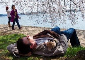 Homem foi flagrado tirando soneca com seu cão embaixo de uma cerejeira em Washington DC (EUA) (Foto: Karen Bleier/AFP)