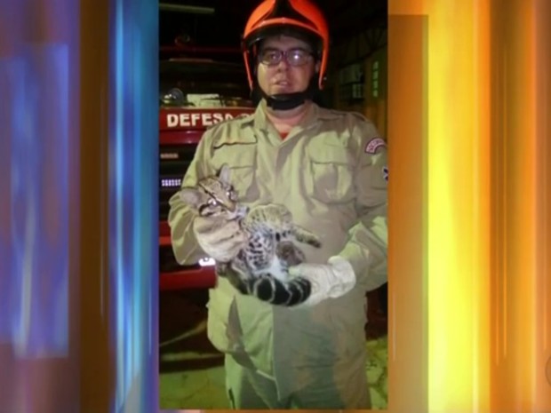 Defesa Civil resgatou filhote de onça em Valentim Gentil (Foto: Reprodução/TV Tem) Defesa Civil resgatou filhote de onça em Valentim Gentil (Foto: Reprodução/TV Tem)