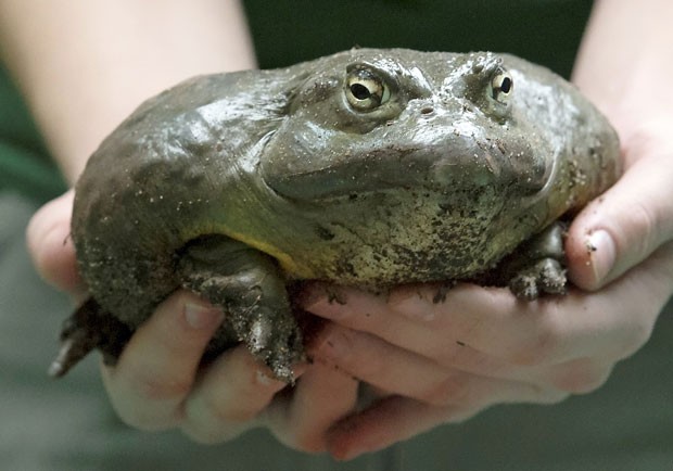Eã-touro africana chamou atenção pelo tamanho ao ser pesada no zoo de Dresden (Foto: Jens Meyer/AP)