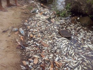 Orla amanheceu cheia de peixes mortos em Ferreira Gomes (Foto: Moroni Guimarães/Arquivo Pessoal)