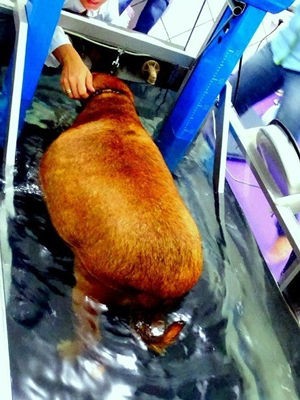 'Bolinha' faz caminhadas em uma esteira aquática em clínica veterinária em Cuiabá (MT). (Foto: Fernanda Viccini)