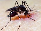 Cientistas propõem 'superinfecção' de Aedes para bloquear vírus