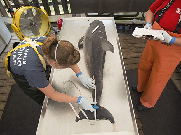 Visão de cima de golfinho morto antes da necrópsia (Foto: The Virginian-Pilot/L. Todd Spencer/AP)