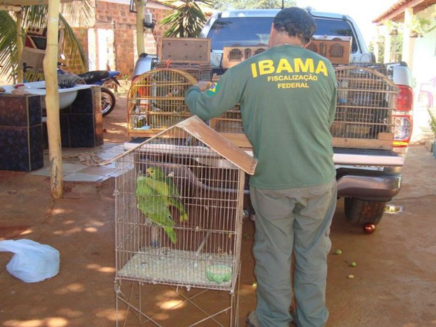 Objetivo da ação era coibir a criação ilegal e o tráfico de animais silvestres (Foto: Divulgação / PRF)