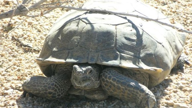 Deserto na Califórnia onde treina a Marinha é um dos habitats preferidos dessas tartarugas (Foto: NPS)