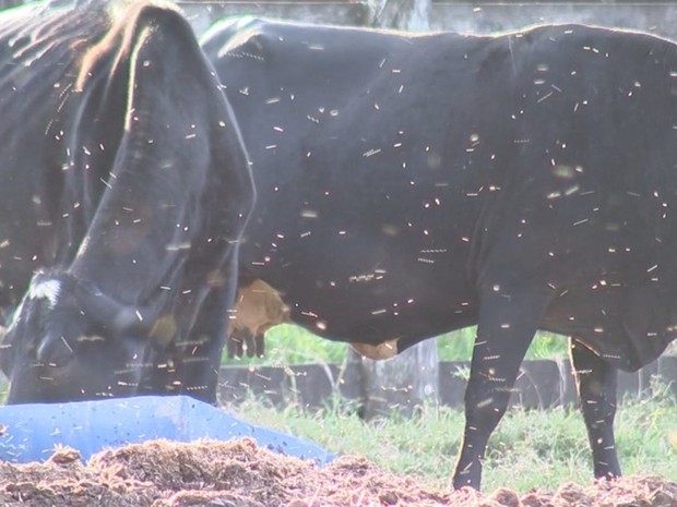 Moscas em volta de gado em propriedade de Planalto (Foto: Reprodução/ TV TEM) Moscas em volta de gado em propriedade de Planalto (Foto: Reprodução/ TV TEM)