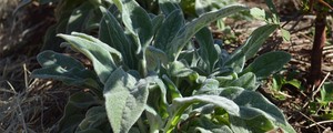 Embrapa apresenta plantas exóticas em feira (Fernando Belezine/G1)
