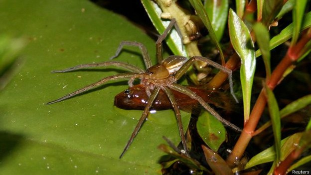 Peixes podem ser presas ocasionais para determinadas espécies de aranhas (Foto: Reuters/BBC)