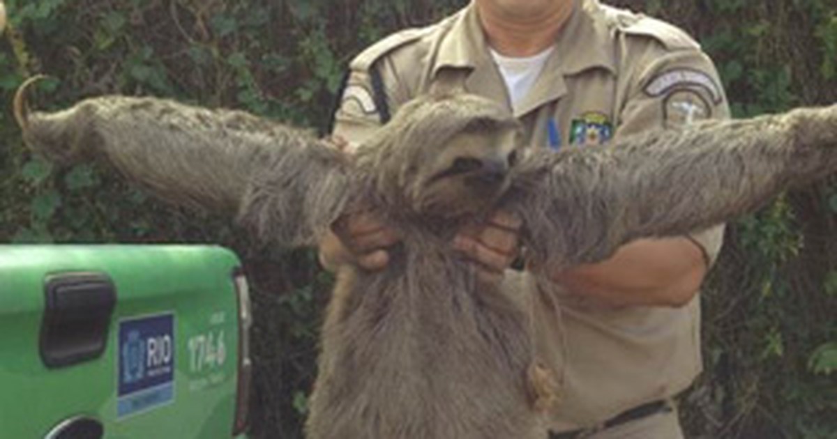 G1 Bicho preguiça é resgatado no Recreio Zona Oeste do Rio